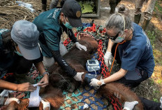 Orangutan Sampurna Selamat dari Kebakaran Hutan, Jejak Krisis Habitat Terungkap