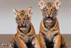 Kabar Haru dari Texas, Dua Anak Harimau Sumatera Bernama Barani dan Malu Resmi Lahir di Fort Worth Zoo