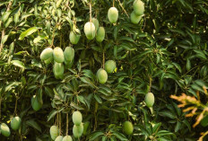 Bukan Sekadar Penghias Halaman, 5 Pohon Buah Ini Dipercaya Membawa Keberuntungan ke Rumah