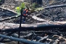 Viral! Usai Kebakaran Melanda, Warganet Temukan Tunas Sawit Ditanam di Lahan yang Masih Hangus