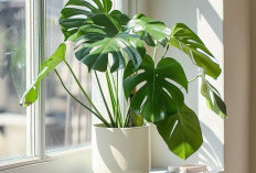 Ingin Bercocok Tanam Tapi Kekurangan Lahan? Tenang! Ini Daftar Tanaman yang Bisa Hidup di Dalam Ruangan