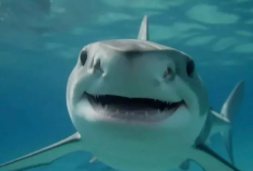Hiu vs Lumba-Lumba: Benarkah Hiu Seganas yang Dibayangkan dan Lumba-Lumba Seimut Framingnya?