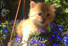 Bukan Sekedar Menggemaskan, Ini Fakta Unik Tentang Kucing Yang Jarang Diketahui