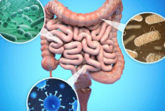 Ilmuwan Temukan Senyawa Alami yang Bisa Menargetkan Bakteri Berbahaya di Usus