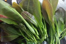 Daun Jambu Mete Punya Potensi Manfaat bagi Kesehatan, Ini Kandungannya