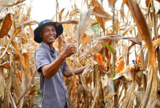 dilanda Ancaman El Nino, Sebanyak 7000 Petani Malah Mendaptkan Keunutungan Panen Naik 15 Persen  
