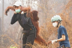 Kualitas Udara Memburuk, Puluhan Orang Utan Rehabilitasi Nyaru Menteng Terserang ISPA