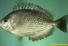 Ikan Dingkis bisa Tembus 500 ribu per Kilo, Menu Imlek Khas Kepri yang DIpercaya Bisa Bikin Hoki