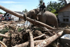 Gajah Jinak Turun Gunung untuk Bantu Bersihkan Puing Pascabencana di Pidie Jaya
