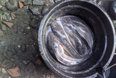 Langkah Awal Ternak Lele di Ember 50 Liter, Praktis untuk Skala Rumah Tangga