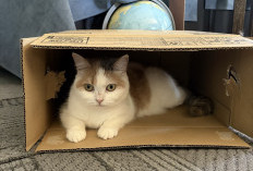 Kenapa Kucing Suka Duduk di Dalam Kardus? Ternyata Ada Alasannya