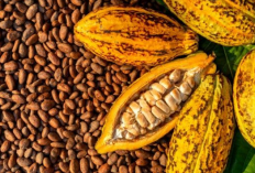 Harga Kakao Kering Tembus Rp80 Ribu per Kg, OJK Dorong Petani Pesawaran Naik Kelas
