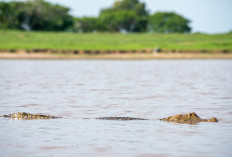 Serangan Buaya di Sungai Budong-budong Tewaskan Dua Bocah dalam Sepekan