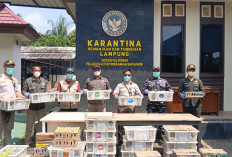 Penyelundupan 620 Burung di Bakauheni Digagalkan, Sopir Bus Mengaku Dibayar Rp2 Juta