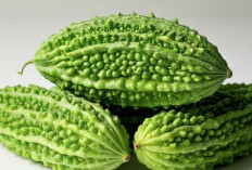 Baru Tahu! Ternyata ini Manfaat Sayur Pare yang Banyak TIdak Digemari oleh Masyarakat