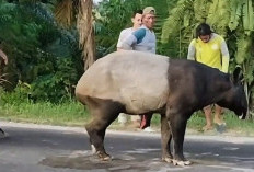 Hebohkan Pengguna Jalan, Seekor Tapir Berukuran Besar Masuk ke Jalan Lintas dan Dekati Pemukiman di Mesuji