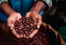 Kebun Kopi Diduga Masih Beraktivitas di Kebun Raya Liwa, Pengawasan Disorot