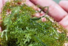 Harga Plastik Naik, Singkong dan Rumput Laut Jadi Solusi Alternatif Ramah Lingkungan