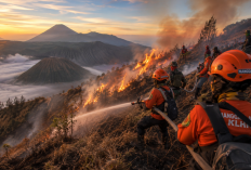 Empat Hari Dilalap Api, Edelweis dan Cemara Gunung Bromo Terancam