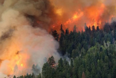 Bukan Sekadar Faktor Alam, Ini Penyebab Kebakaran Hutan dan Lahan Terus Terjadi!
