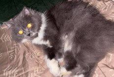 Kenapa Mata Kucing Bisa Terlihat Menyala dalam Gelap?