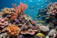 Temukan Fakta Mengapa Terumbu Karang Jadi  Jantung Lautan?