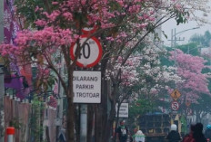 Tabebuya Bermekaran di Sejumlah Kota Indonesia, Jalanan Viral bak Musim Semi Jepang