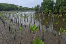 5.000 Bibit Mangrove Ditanam di Lampung Timur, Jaga Ekosistem Pesisir
