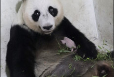 Taman Safari Sambut Kelahiran Bayi Panda Bernama Satrio Wiratama. 