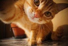 Kenapa Kucing Suka Membawa Mainan kepada Pemiliknya