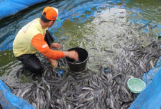 Panduan Efektif Merawat Bibit Lele Agar Cepat Besar, Sehat, dan Bebas Penyakit
