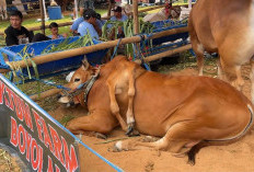 Unik! Punya Enam Kaki, Sapi Ini Jadi Juara Kontes dan Curi Perhatian