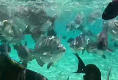 Sering Dikasih Makan Wisatawan, Ikan di Lokasi Wisata Diving, Ternyata Bisa Berubah Sifat, Ini Alasannya
