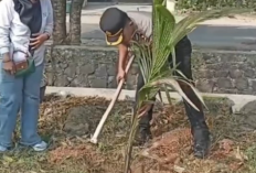 10 Pohon Kelapa Pandan Wangi Ditanam di Sukarame, Tantangannya Bukan Cuma Bikin Lingkungan Hijau