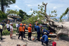 Ratusan Pohon Tumbang Sepanjang 2025, Bandar Lampung Masuki 2026 dengan Kewaspadaan Tinggi