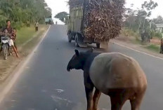 Tapir Viral Melintas di Register 45 Mesuji, BKSDA Telusuri Habitatnya