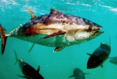 Tarif Impor Tuna dan Cakalang Indonesia ke Jepang Resmi Jadi 0% Mulai 1 Agustus 2026