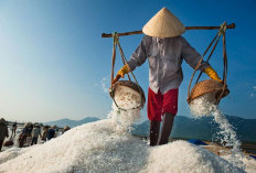 Cuaca Kering Dongkrak Produksi Garam, Petani Manfaatkan Musim Kemarau untuk Panen Maksimal