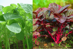Bayam Merah vs Hijau, Ternyata Kandungan Nutrisinya Tak Sama