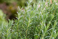 Daun Rosemary, Bumbu Aromatik yang Mulai Dilirik untuk Tanaman Rumahan