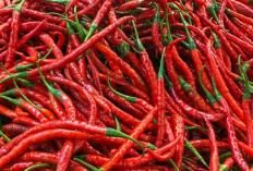 Lonjakan Harga Cabai Merah Keriting Bikin Resah, Segini Harganya per Kilogram