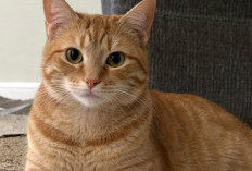 7 Kebiasaan pada Kucing yang Jadi Ciri Kenyamanan dan Percaya Sama Kamu!