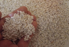 Bulog Pastikan Pasokan Beras Terjaga Hingga Bulan Ramadan, Stok Lampung Capai 168 Ribu Ton