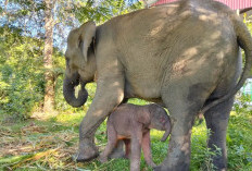 Anak Gajah Betina Lahir di TN Way Kambas, Harapan Baru Konservasi Sumatera
