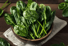 Jangan Asal Masak! Ini Fakta Penting Soal Bayam dan Cara Mengolahnya