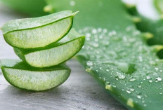 Rahasia Kulit Glowing Cleopatra: Mengapa Lidah Buaya Tak Pernah Ketinggalan Zaman