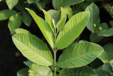 Bukan Sekadar Mitos! Ini Manfaat Luar Biasa Daun Jambu Biji untuk Pencernaan di Musim Hujan 2026