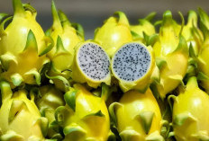 Jarang Diketahui, Ini Alasan Buah Naga Kuning Terasa Lebih Manis