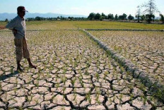 Sebanyak 81 Persen Wilayah Indonesia Masih Menghadapi Musim Kemarau