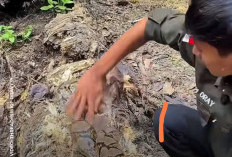 Waspada Ular Bersembunyi di Perkebunan Sawit, Ini Tips Keselamatan bagi Pekerja Kebun